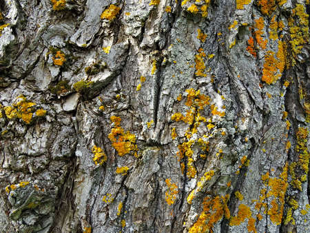 background old tree bark with yellow bloomの写真素材