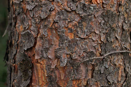 old pine bark backgroundの写真素材