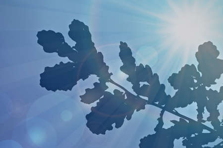 Abstract background with oak leaves in the sunの写真素材