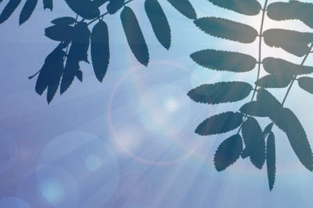 Abstract background with rowan leavesの写真素材