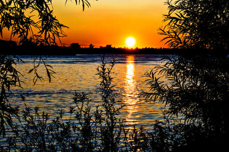 Leaves of trees at sunset over the riverの写真素材