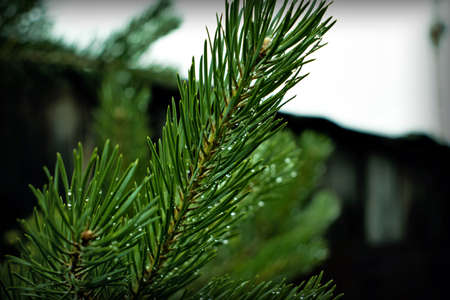 Branch spruce with water dropsの写真素材