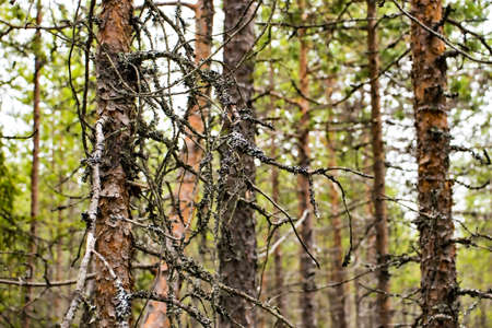 Withered tree branch in the forestの写真素材
