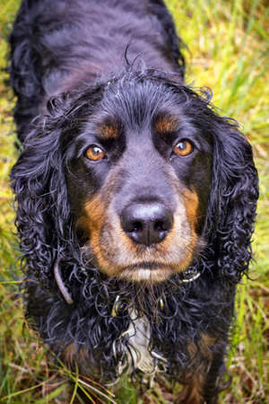 Spaniel dog with expressive eyesの写真素材