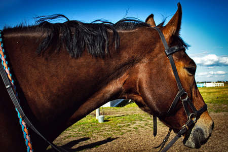 horse on background of blue skyの写真素材