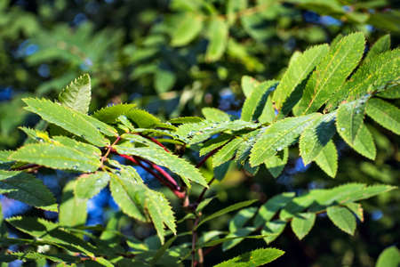 Rowan leaves with dew dropsの写真素材