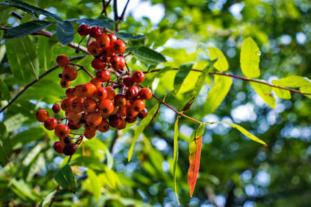 A bunch of red rowan berries on a background of green leavesの写真素材
