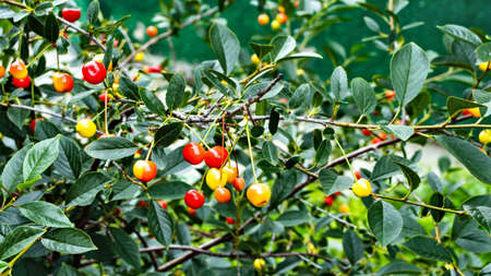 red wild apple fruit on the treeの写真素材