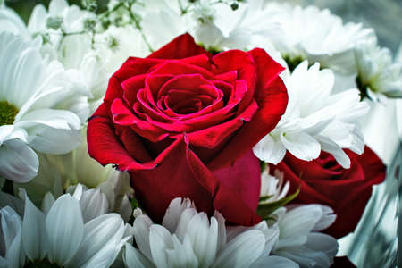 red rose on a background of white flowersの写真素材