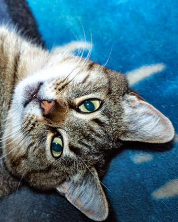 portrait of a catの写真素材