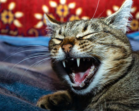 Yawning gray cat lies on a plaidの写真素材