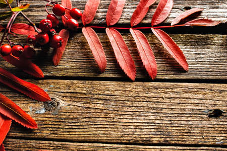 red rowan leaves on wooden backgroundの写真素材