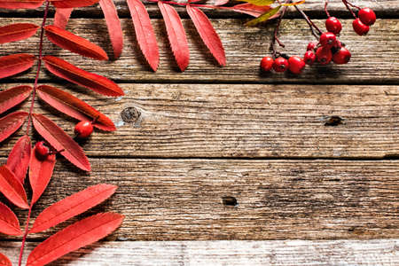 red rowan leaves on wooden backgroundの写真素材
