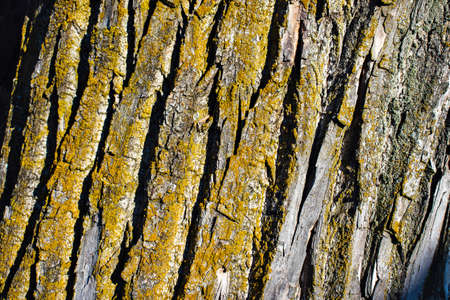Bark of an old tree