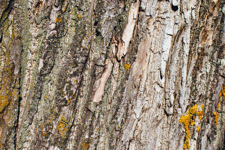 Bark of an old treeの写真素材