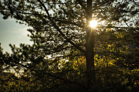 Sunlight through coniferous branchesの写真素材