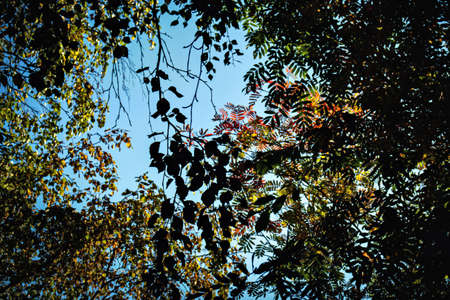 Autumn leaves on sky backgroundの写真素材