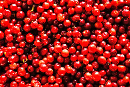 background of red berriesの写真素材