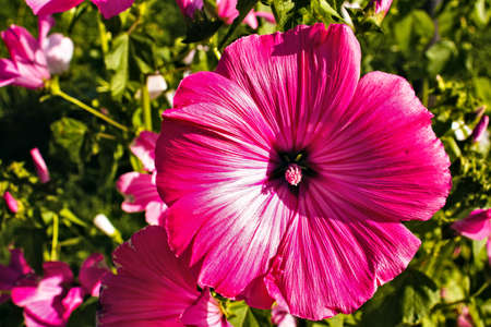 pink flowers in the gardenの写真素材