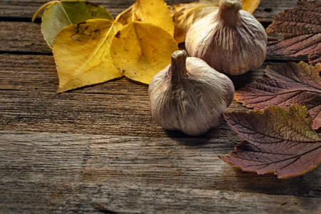 autumn leaves and garlic on wooden tableの写真素材