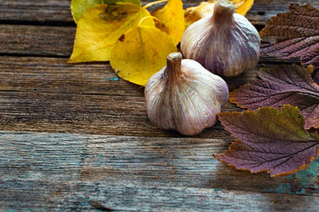 autumn leaves and garlic on wooden tableの写真素材