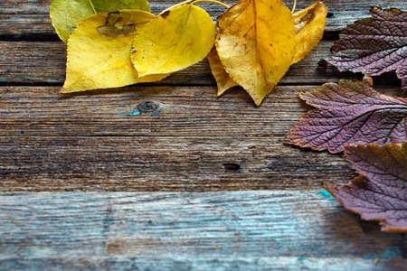 autumn leaves on wooden backgroundの写真素材