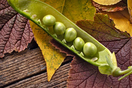 pea pod with autumn leaves on wooden backgroundの写真素材