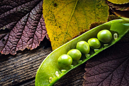 pea pod with autumn leaves on wooden backgroundの写真素材