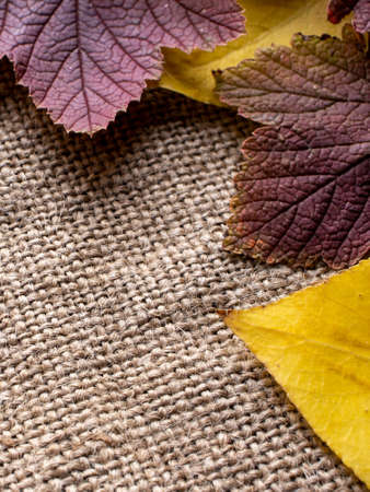 background autumn leaves on rough fabricの写真素材