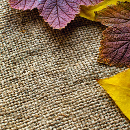 background autumn leaves on rough fabricの写真素材
