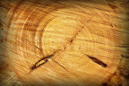 wooden texture of a tree trunkの写真素材