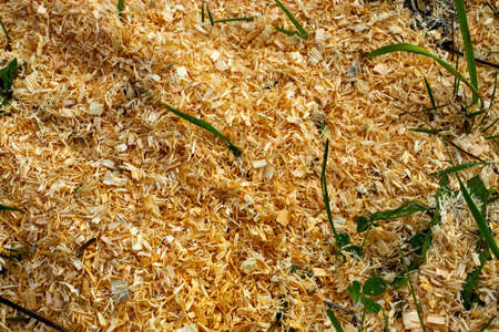 Background from sawdust and green grassの写真素材