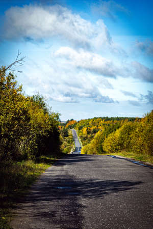 background with forest of autumn treesの写真素材