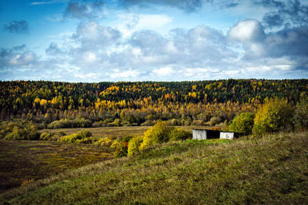 background with forest of autumn treesの写真素材