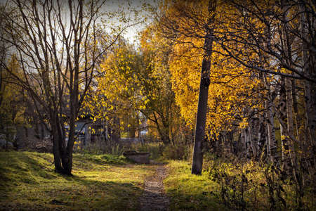 Landscape with autumn trees in the parkの写真素材