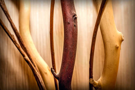 Background with decorative interwoven tree branchesの写真素材