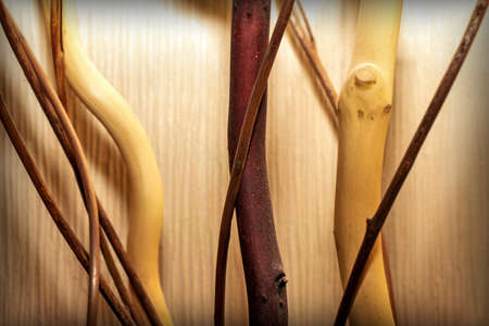 Background with decorative interwoven tree branchesの写真素材