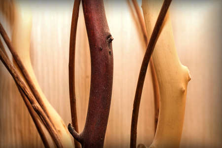 Background with decorative interwoven tree branchesの写真素材
