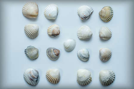 set of sea shells isolated on white backgroundの写真素材