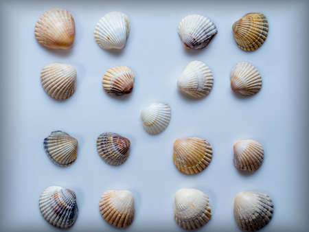 collection of sea shells isolated on whiteの写真素材