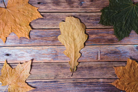 autumn leaves on wooden background. copy spaceの写真素材