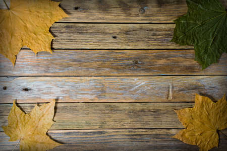 autumn leaves on wooden background. copy space