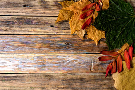 autumn leaves on wooden background. copy spaceの写真素材