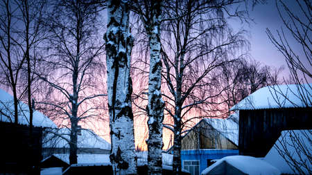 Winter rural landscape with birch trees and snowy roofs of houses at sunsetの写真素材
