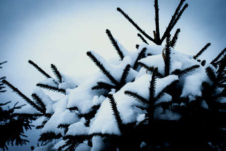 Background with spruce branches covered with snowの写真素材