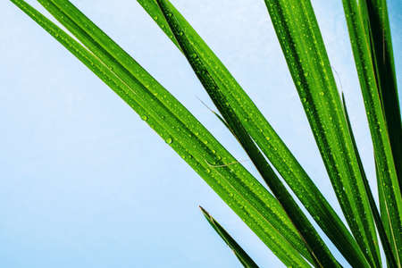 green narrow leaves with water drops on a white backgroundの写真素材