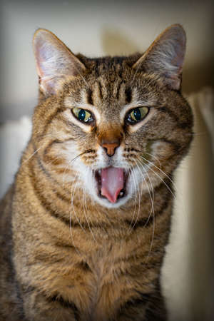 portrait of a gray cat with open mouthの写真素材