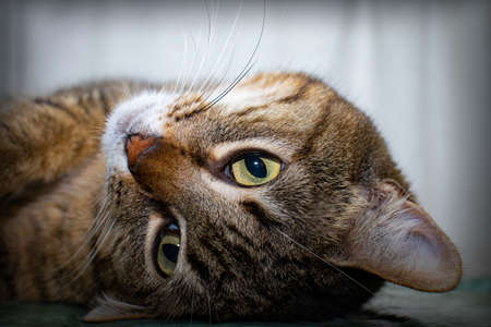 portrait cat with green eyesの写真素材