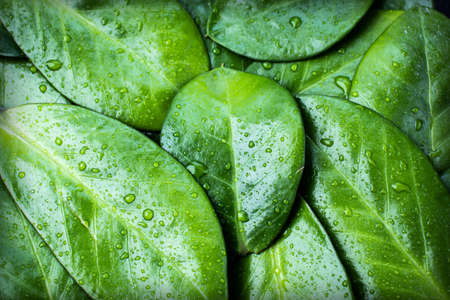 Background from bright green leaves of plants with water drops. Close-up