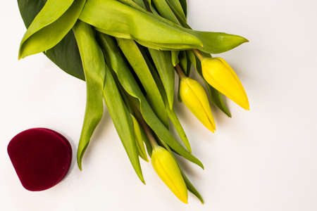 Yellow tulips and gift red box on a white background.の写真素材